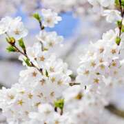 ヒメ日記 2025/04/09 08:19 投稿 あゆみ みやこ