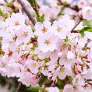 ヒメ日記 2025/04/10 13:26 投稿 あゆみ みやこ