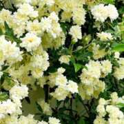 ヒメ日記 2025/04/12 09:47 投稿 あゆみ みやこ