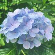 ヒメ日記 2025/06/09 16:43 投稿 あゆみ みやこ