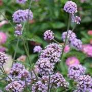 ヒメ日記 2025/10/08 22:57 投稿 あゆみ みやこ