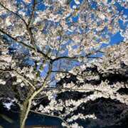 ヒメ日記 2025/04/10 21:18 投稿 みそら奥様 金沢の20代30代40代50代が集う人妻倶楽部