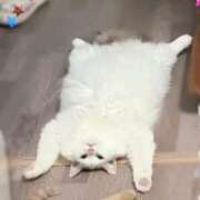 ヒメ日記 2025/08/23 00:00 投稿 あみか奥様 金沢の20代30代40代50代が集う人妻倶楽部