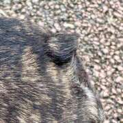 ヒメ日記 2025/03/13 12:18 投稿 まゆこ奥様 金沢の20代30代40代50代が集う人妻倶楽部