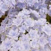 ヒメ日記 2025/05/18 08:12 投稿 まゆこ奥様 金沢の20代30代40代50代が集う人妻倶楽部