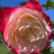 ヒメ日記 2025/11/12 10:12 投稿 まゆこ奥様 金沢の20代30代40代50代が集う人妻倶楽部