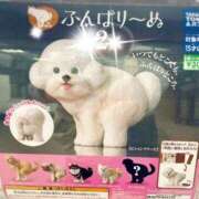 ヒメ日記 2025/12/02 14:33 投稿 まゆこ奥様 金沢の20代30代40代50代が集う人妻倶楽部