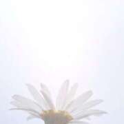 ヒメ日記 2026/03/21 11:33 投稿 まゆこ奥様 金沢の20代30代40代50代が集う人妻倶楽部