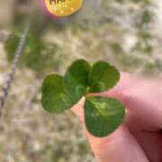 ヒメ日記 2026/03/25 06:42 投稿 まゆこ奥様 金沢の20代30代40代50代が集う人妻倶楽部