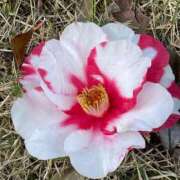 ヒメ日記 2026/04/12 13:33 投稿 まゆこ奥様 金沢の20代30代40代50代が集う人妻倶楽部