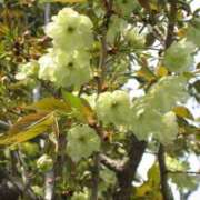 まゆこ奥様 今年も鬱金桜が 金沢の20代30代40代50代が集う人妻倶楽部