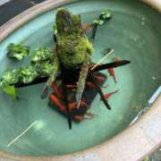 ヒメ日記 2025/06/23 19:00 投稿 翔-しょう【FG系列】 ほんとうの人妻 厚木店【FG系列】