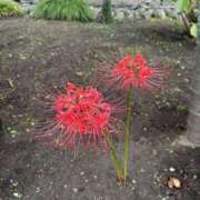 ヒメ日記 2025/10/06 10:40 投稿 翔-しょう【FG系列】 ほんとうの人妻 厚木店【FG系列】