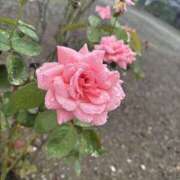 ヒメ日記 2025/10/10 10:00 投稿 翔-しょう【FG系列】 ほんとうの人妻 厚木店【FG系列】