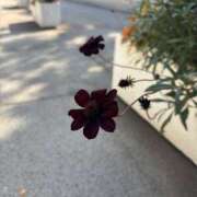 ヒメ日記 2025/11/17 18:00 投稿 翔-しょう【FG系列】 ほんとうの人妻 厚木店【FG系列】