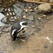 ヒメ日記 2025/12/16 10:50 投稿 翔-しょう【FG系列】 ほんとうの人妻 厚木店【FG系列】