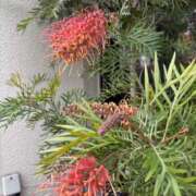 ヒメ日記 2025/12/28 07:03 投稿 翔-しょう【FG系列】 ほんとうの人妻 厚木店【FG系列】