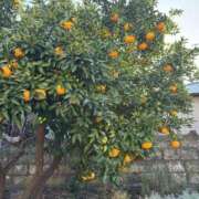 ヒメ日記 2026/01/02 18:50 投稿 翔-しょう【FG系列】 ほんとうの人妻 厚木店【FG系列】