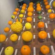 ヒメ日記 2026/01/08 19:00 投稿 翔-しょう【FG系列】 ほんとうの人妻 厚木店【FG系列】