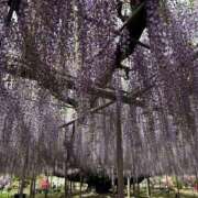 ヒメ日記 2026/04/21 21:00 投稿 翔-しょう【FG系列】 ほんとうの人妻 厚木店【FG系列】