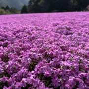 ヒメ日記 2026/04/28 21:00 投稿 翔-しょう【FG系列】 ほんとうの人妻 厚木店【FG系列】