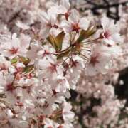 ヒメ日記 2026/04/06 17:00 投稿 みか モアグループ神栖人妻花壇