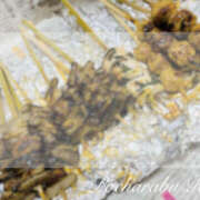 ヒメ日記 2025/04/27 23:33 投稿 りえ ぽちゃLOVE(サンライズグループ)