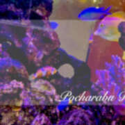 ヒメ日記 2025/04/29 23:34 投稿 りえ ぽちゃLOVE(サンライズグループ)