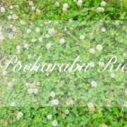 ヒメ日記 2025/05/26 22:09 投稿 りえ ぽちゃLOVE(サンライズグループ)