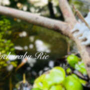 ヒメ日記 2025/06/18 18:36 投稿 りえ ぽちゃLOVE(サンライズグループ)