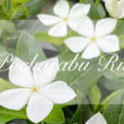 ヒメ日記 2025/06/24 23:51 投稿 りえ ぽちゃLOVE(サンライズグループ)