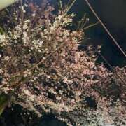 ヒメ日記 2025/04/04 10:01 投稿 森下(もりした) ロケットワイフ