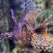 ヒメ日記 2025/07/05 15:21 投稿 じゅり 丸妻 厚木店