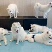 ヒメ日記 2025/04/13 12:48 投稿 ここ 素人アロマエステ東京密着ROOM 渋谷店