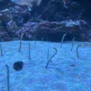 星野　りく ちんあなご SM東京　新宿店