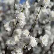 ヒメ日記 2025/02/18 15:07 投稿 あこ シェリーエンジェル