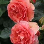 ヒメ日記 2025/03/21 19:28 投稿 あんな 待ちナビ