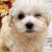 ミサト★癒しエロスな人妻タイプ 出勤予定 BITEKI