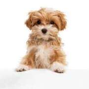 ヒメ日記 2026/02/09 10:00 投稿 ミサト★癒しエロスな人妻タイプ BITEKI