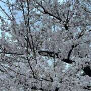 ヒメ日記 2025/04/09 11:46 投稿 るか ニュー不夜城