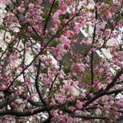 ヒメ日記 2025/04/02 21:07 投稿 ゆめ タレントCLUB