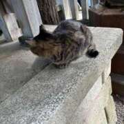 ゆめ 明日だよー タレントCLUB