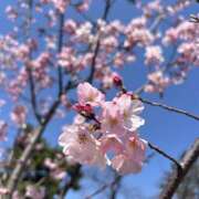あきな ❤️4月・GWの空き状況のお知らせ❤️ ケープエンジェル