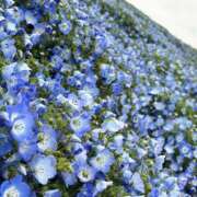 あきな ❤️4月・GWの空き状況のお知らせ❤️ ケープエンジェル