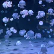 ヒメ日記 2026/05/06 20:48 投稿 あきな ケープエンジェル