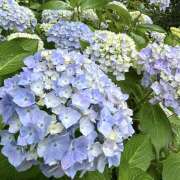 ヒメ日記 2026/06/05 10:57 投稿 あきな ケープエンジェル