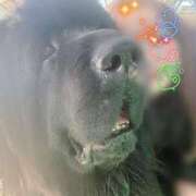 ヒメ日記 2024/12/19 11:31 投稿 川島 変態美熟女お貸しします。