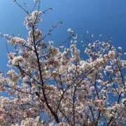 ヒメ日記 2025/04/01 06:01 投稿 川島 変態美熟女お貸しします。