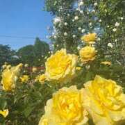 ヒメ日記 2025/05/25 10:56 投稿 川島 変態美熟女お貸しします。