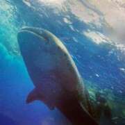 ヒメ日記 2025/06/18 10:37 投稿 川島 変態美熟女お貸しします。